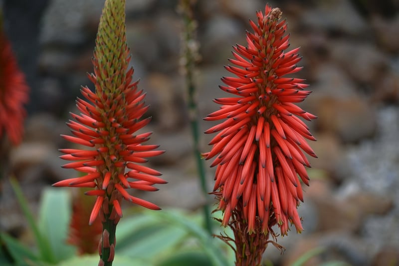 Drought-Resistant Plants