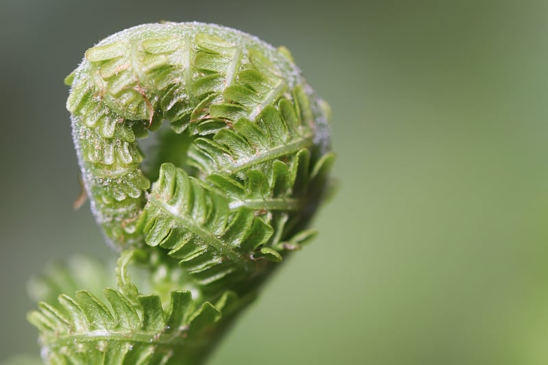 Fertilizing Tips